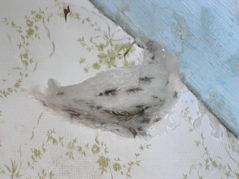 Empty Bird Nest